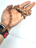 Load image into Gallery viewer, Het Palmetto Corn Snake