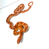 Load image into Gallery viewer, Het Palmetto Corn Snake