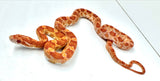 Load image into Gallery viewer, Het Palmetto Corn Snake