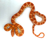 Load image into Gallery viewer, Het Palmetto Corn Snake