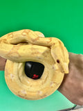 Load image into Gallery viewer, Female Kahl Albino Poss IMG Het VPI Poss Het Anery Boa Constrictor
