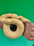 Load image into Gallery viewer, Female Kahl Albino Poss IMG Het VPI Poss Het Anery Boa Constrictor