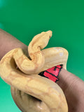 Load image into Gallery viewer, Female Kahl Albino Poss IMG Het VPI Poss Het Anery Boa Constrictor