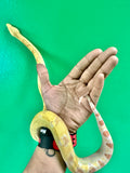 Load image into Gallery viewer, Female Kahl Albino Poss IMG Het VPI Poss Het Anery Boa Constrictor