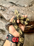 Load image into Gallery viewer, IMG Het Kahl Albino Het VPI Poss Het Anery Boa Constrictor