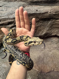 Load image into Gallery viewer, IMG het VPI poss Anery Boa Constrictor