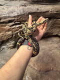 Load image into Gallery viewer, IMG het VPI poss Anery Boa Constrictor