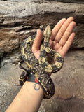 Load image into Gallery viewer, IMG het VPI poss Anery Boa Constrictor