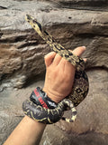 Load image into Gallery viewer, IMG het VPI poss Anery Boa Constrictor