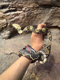 Load image into Gallery viewer, IMG het VPI poss Anery Boa Constrictor