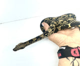 Load image into Gallery viewer, IMG het VPI poss Anery Boa Constrictor