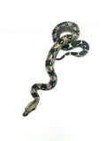 Load image into Gallery viewer, IMG het VPI poss Anery Boa Constrictor