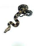 Load image into Gallery viewer, IMG Het Kahl Albino Het VPI Poss Het Anery Boa Constrictor