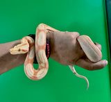 Load image into Gallery viewer, Albino Roswell ladder poss IMG PH Anery female