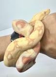 Load image into Gallery viewer, Kahl Albino Poss IMG het VPI Poss het Anery Boa Constrictor