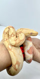 Load image into Gallery viewer, Kahl Albino Poss IMG het VPI Poss het Anery Boa Constrictor