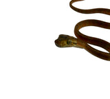 Load image into Gallery viewer, Orange Amazon Tree Boa