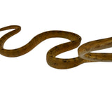 Load image into Gallery viewer, Yellow Reduced Pattern Amazon Tree Boa