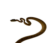Load image into Gallery viewer, Yellow Amazon Tree Boa