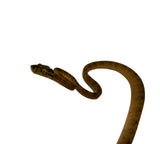 Load image into Gallery viewer, Yellow Amazon Tree Boa