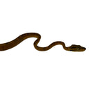 Load image into Gallery viewer, Yellow Amazon Tree Boa