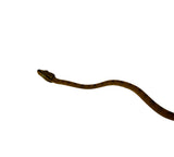 Load image into Gallery viewer, Yellow Amazon Tree Boa