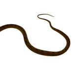 Load image into Gallery viewer, Yellow Amazon Tree Boa