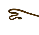 Load image into Gallery viewer, Yellow Amazon Tree Boa