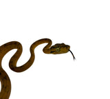 Load image into Gallery viewer, Yellow Amazon Tree Boa