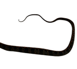 Load image into Gallery viewer, Halloween Amazon Tree Boa