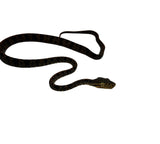 Load image into Gallery viewer, Halloween Amazon Tree Boa