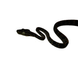 Load image into Gallery viewer, Halloween Amazon Tree Boa