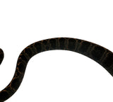 Load image into Gallery viewer, Halloween Amazon Tree Boa