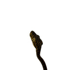 Load image into Gallery viewer, Halloween Amazon Tree Boa