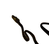 Load image into Gallery viewer, Halloween Amazon Tree Boa