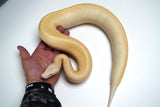 Load image into Gallery viewer, 2021 Female TNEG Albino Ivory Blood Python