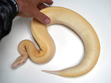 Load image into Gallery viewer, 2021 Female TNEG Albino Ivory Blood Python