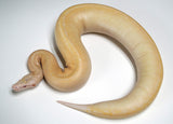 Load image into Gallery viewer, 2021 Female TNEG Albino Ivory Blood Python