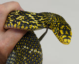 Load image into Gallery viewer, Male Hi Contrast Het Albino King Ratsnake - Breedable