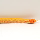 Load image into Gallery viewer, 2024 Female Albino Super Anaconda Western Hognose - Redline (Heterodon nasicus)