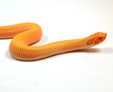 Load image into Gallery viewer, 2024 Female Albino Super Anaconda Western Hognose- Red Line (Heterodon nasicus)