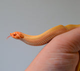 Load image into Gallery viewer, 2024 Female Albino Super Anaconda Western Hognose- Red Line (Heterodon nasicus)