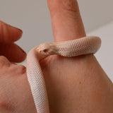 Load image into Gallery viewer, 2024 Female Super Yeti Western Hognose (Heterodon nasicus) - SALE!