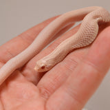 Load image into Gallery viewer, 2024 Female Super Yeti Western Hognose (Heterodon nasicus) - SALE!