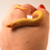 Load image into Gallery viewer, 2024 Female Albino Super Anaconda Western Hognose (Heterodon nasicus) Red Line