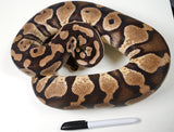 Load image into Gallery viewer, Breeder Female Pastel Jungle Het Candy Albino Ball Python