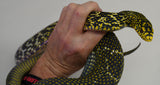 Load image into Gallery viewer, Male Hi Contrast Het Albino King Ratsnake - Breedable