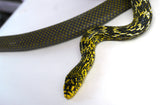 Load image into Gallery viewer, Male Hi Contrast Het Albino King Ratsnake - Breedable