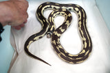 Load image into Gallery viewer, Female Breeder Long Beach California Kingsnake - Very pretty!