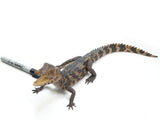 Load image into Gallery viewer, Larger 2022 Captive Hatched Female Cuvier&#39;s Dwarf Caiman (Paleosuchus Palpebrosus)